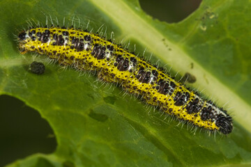 yellow caterpillar on a leaf