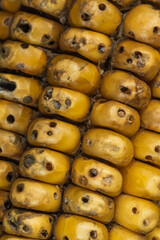 Close-up corn