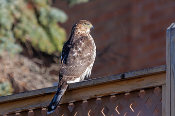 Obraz premium Cooper's Hawk on a Lattice Fence