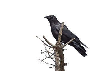 Crow Perched on op of a Tree