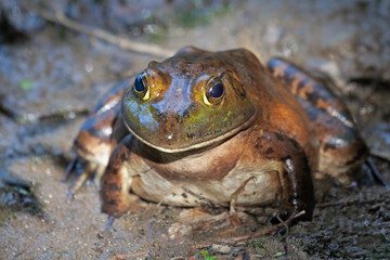 American bullfrog sitting in mud