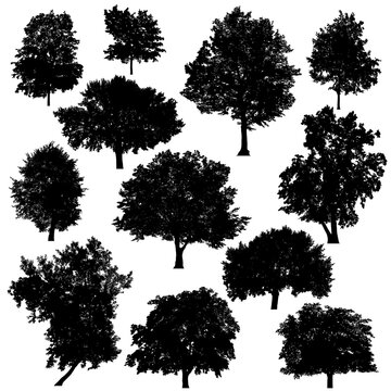 Set of silhouettes of deciduous and coniferous trees on white background.