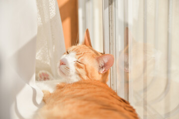 窓辺で寝ながら日向ぼっこをする猫