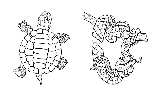 Cute turtle and snake coloring pages. Template for a coloring book with funny animals. Coloring template for kids.