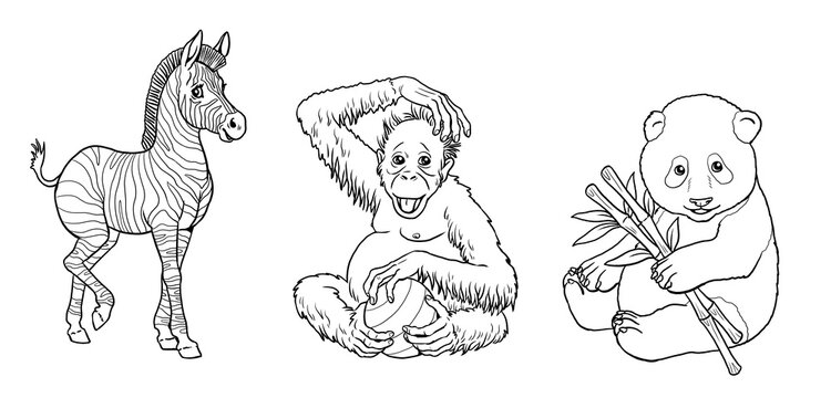 Cute zebra, orangutan and giant panda to color in. Template for a coloring book with funny animals. Coloring template for kids.