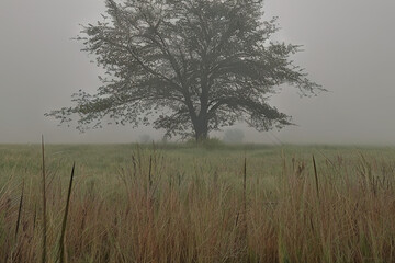 Obraz na płótnie Canvas Tree in a misty field