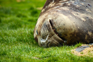 Sea elephant