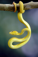 snake in a tree