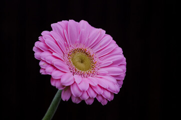 Close up of a pink gerbera or germini with black background and with copyspace 