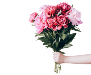 Female hand holds beautiful bouquet of peonies on transparent background. Flower delivery and holiday greetings concept