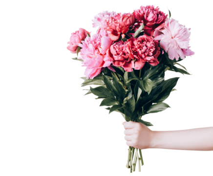 Female hand holds beautiful bouquet of peonies on transparent background. Flower delivery and holiday greetings concept