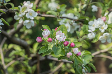 Close up of pretty apple blossom