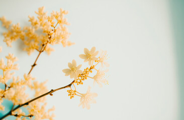 background with flowers,minimalist flowers and background