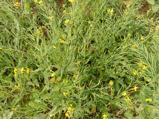 mustard farm with flower on farm