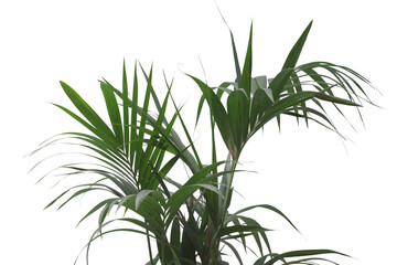 Lush houseplant leaves close up