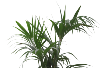 Lush houseplant leaves close up