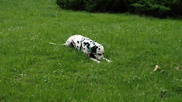 Dalmatian chews and bites a stick on the street on a background of green grass on a sunny day. Satisfying the instinctive needs of the dog.