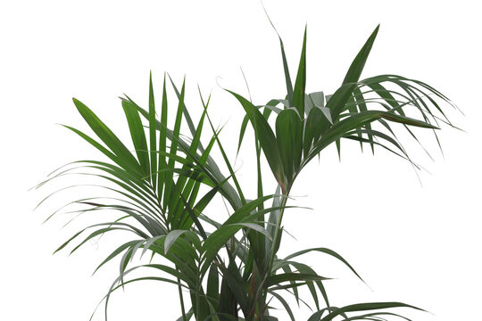 Fototapeta Lush houseplant leaves close up