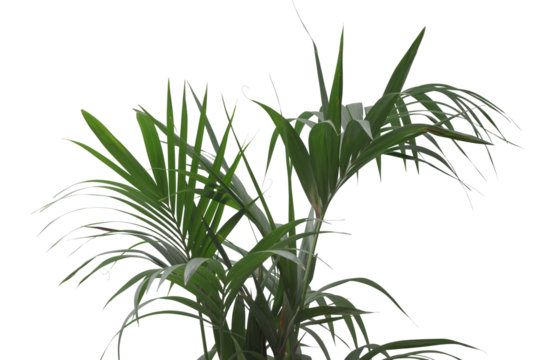 Lush houseplant leaves close up