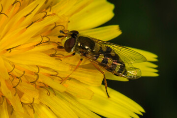 bee on yellow flower