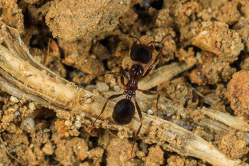 ant on the ground