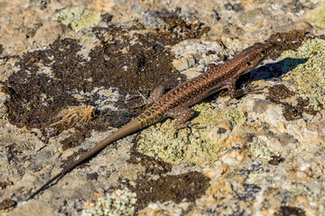 lizard on the stone