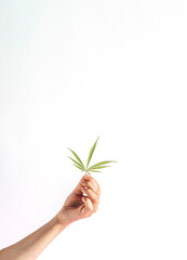 Fototapeta na wymiar Flowering cannabis plant. Grower holds fresh branch in his hand. Marijuana bloom on isolated background.