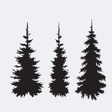 Set of silhouettes of pine trees or fir trees.