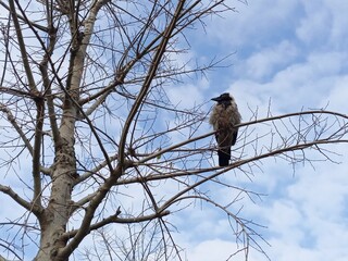 red tailed hawk