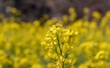 Closeup of Mustard Flowers on Its Plant with Selective Focus in Mustard Field with Copy Space