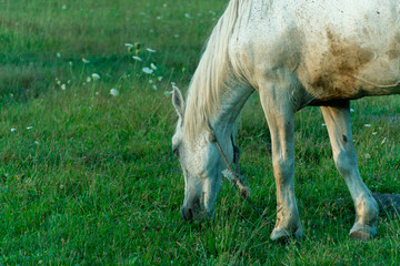A white horse in a pasture eats green grass. A horse walks on a green meadow during sunset. Livestock farm, meat and milk production.