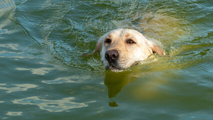 A contented happy dog swims in the water in the summer during the intense heat. Relaxing on the beach with your favorite pet. A dog with a smile on its face in the sea. Drowning dog, danger.