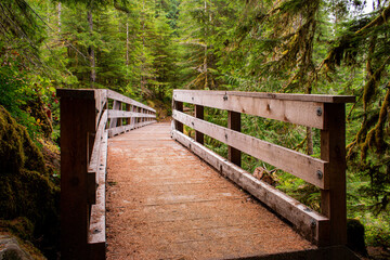 Obraz premium Bridge in the forest