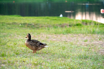 Wild ducks walk on the green beach in the park. In summer, ducks swim on the lake. Hunting game in the forest.