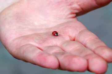 The little ladybug sits on the boy's dirty hand. Insects red and black