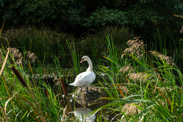 Wild ducks swim serenely on the surface of the water. White swan and ducks swim on the lake in summer. Hunting fowl in the forest.