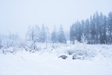 Spruce forest in winter covered in snow and frost