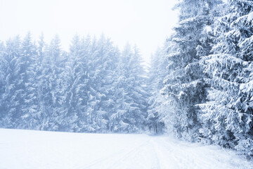 Spruce forest in winter covered in snow and frost