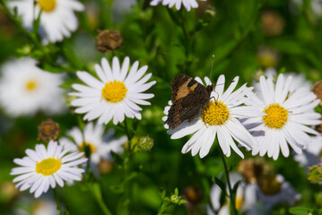 Small tortoiseshell butterfly (Aglais urticae) sitting on a daisy in Zurich, Switzerland