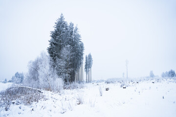 Spruce forest in winter covered in snow and frost