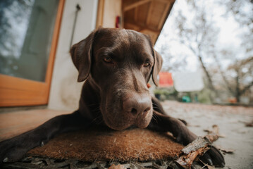 Portrait of funny Labrador dog lying on the yard looking at camera