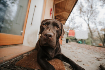funny portrait of a brown chocolate  lying on the porch.