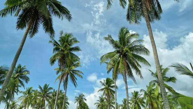 Aerial view drone flying through coconut palm trees with blue sky background
