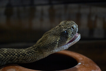Beautiful close-up portrait of the head of a rattlesnake on a vase with its mouth a little open in the natural park of cabarceno, in cantabria, spain, europe