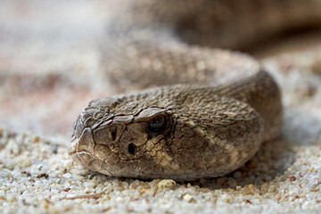Beautiful close-up portrait of the head of a rattlesnake on small stones in the natural park of...