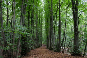 FU 2021-08-08 WanderHonLinz 224 Im Wald führt ein Weg zwischen Bäumen entlang