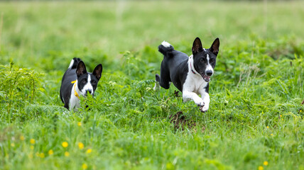 2 black and white Basenji dogs jumping over tall grass in a green field