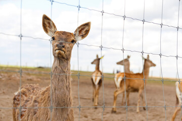 Defocus roe deer standing in a field. deer in a glade near the forest on a sunny day. Herd of deer on a New Zeland farm. Out of focus