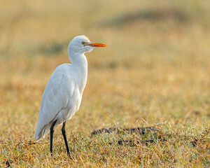 Obraz premium A Small Egret 's portrait while sitting