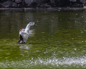 A Duck bathing